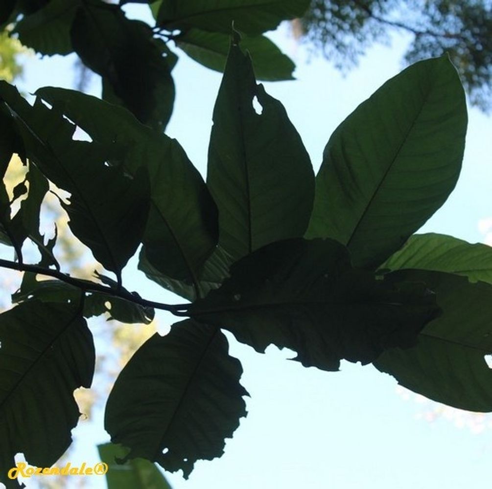 Detail image, , Harry P Leu Gardens, United States, 2016-11-15, Triplaris weigeltiana - Ant tree