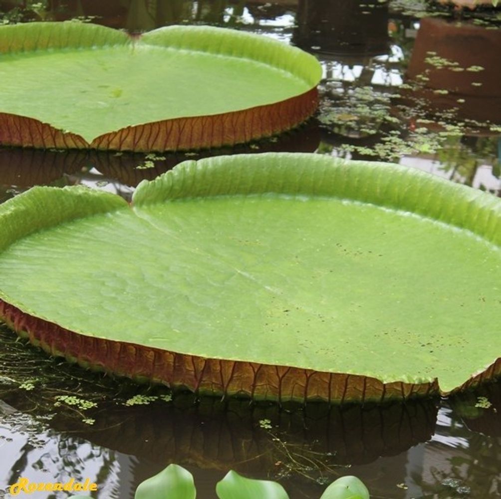 Detail image, , Horticus Leiden, Netherlands, 2017-08-17, Victoria amazonica - Amazon lily