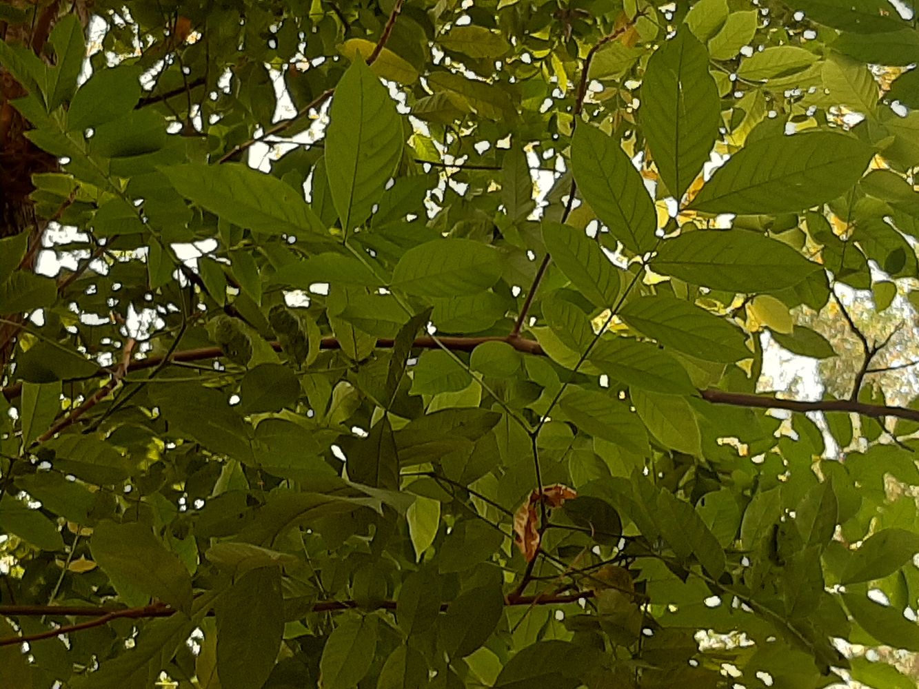 Detail image, , Saigon, Vietnam, 2020-03-17, Xylia xylocarpa - Sokram