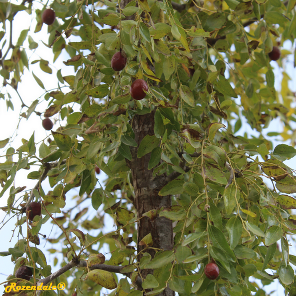 Detail image, , Jerusalem Botanic Garden, Israel, 2017-11-05, Ziziphus jujuba - Jujube
