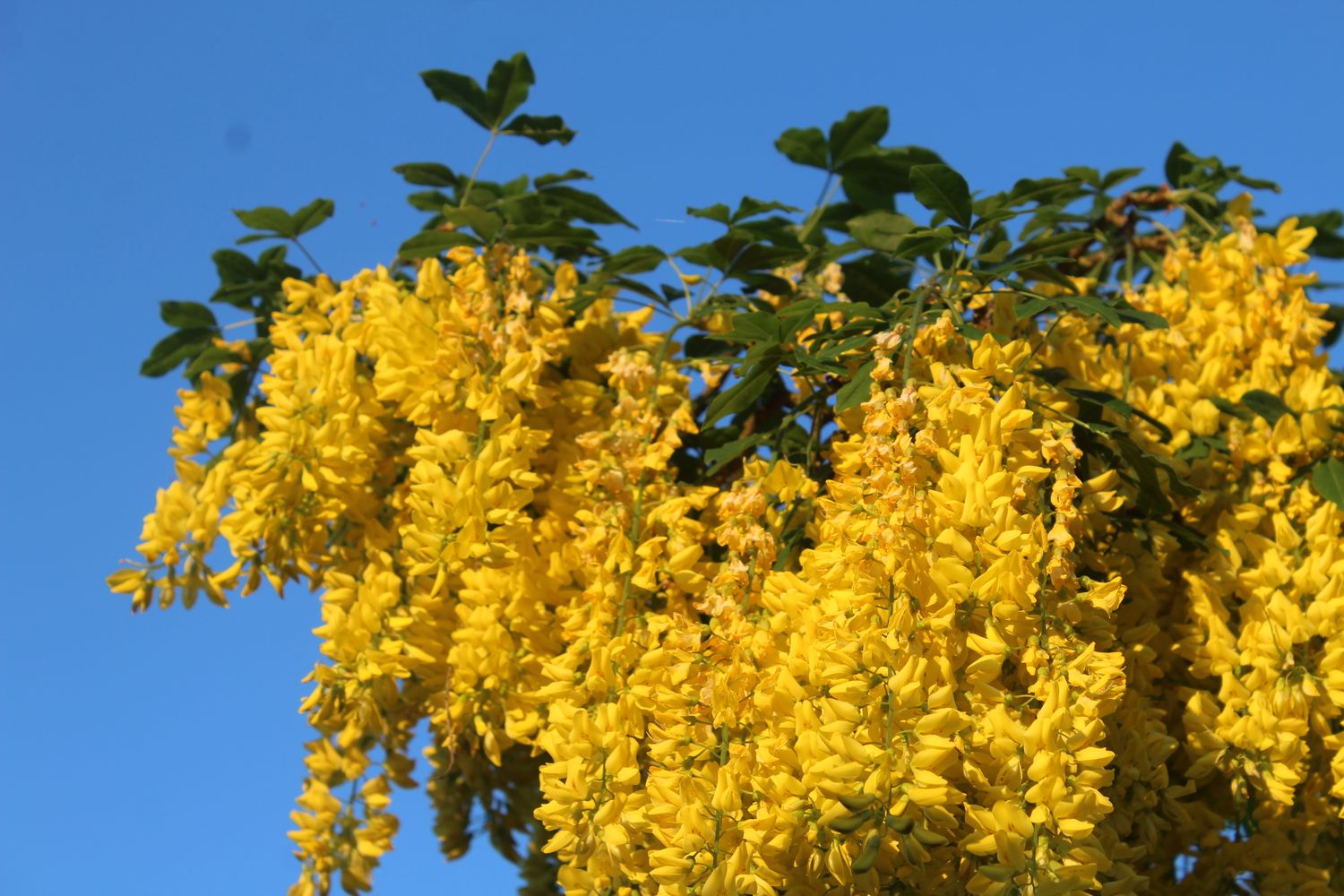 Detail image, , Sneek, Netherlands, 2017-05-20, Laburnum anagyroides - Golden rain
