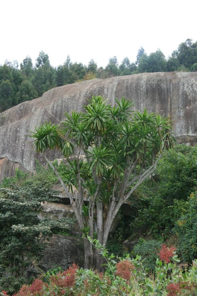 Vertical image, Maarten Rozendale, Mbooni Hill, Kenya, 2014-05-24, Dracaena ellenbeckiana - Kedong Dracaena