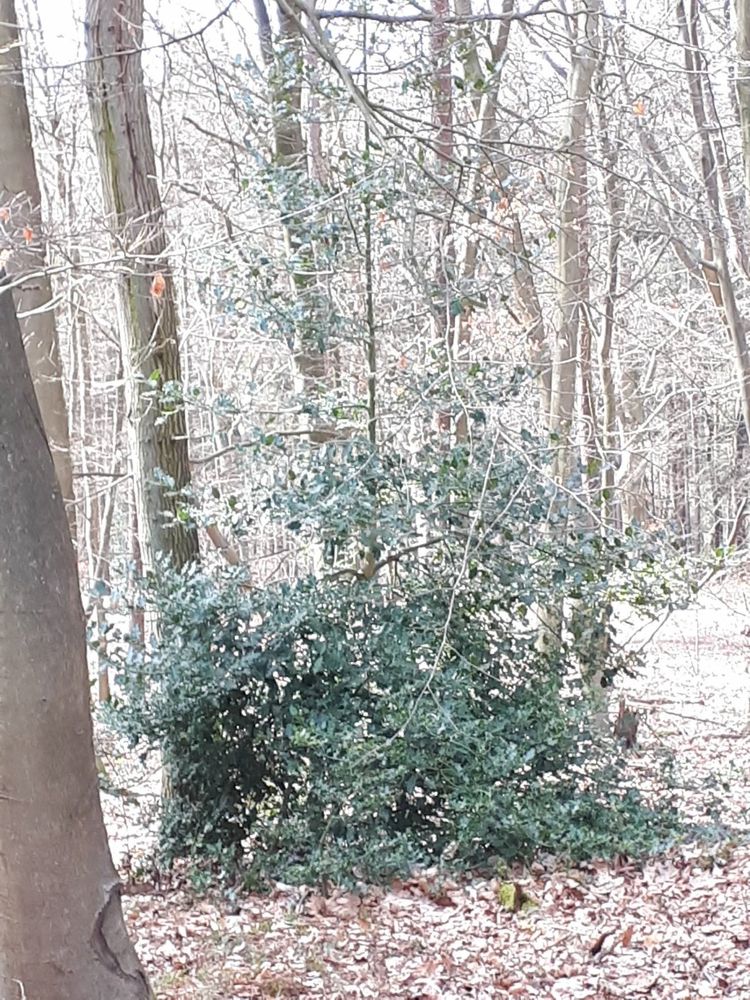 Vertical image, Maarten Rozendale, Rijs, Netherlands, 2018-04-07, Ilex aquifolium - Common holly tree
