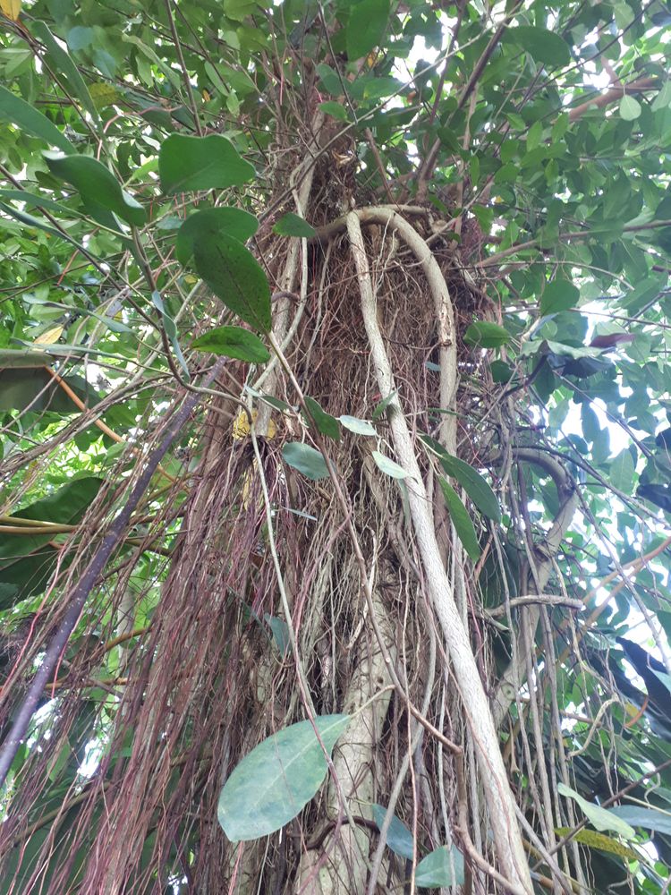 Vertical image, 77, Utrecht, Netherlands, 2018-10-12, Ficus thonningii - Bark cloth fig