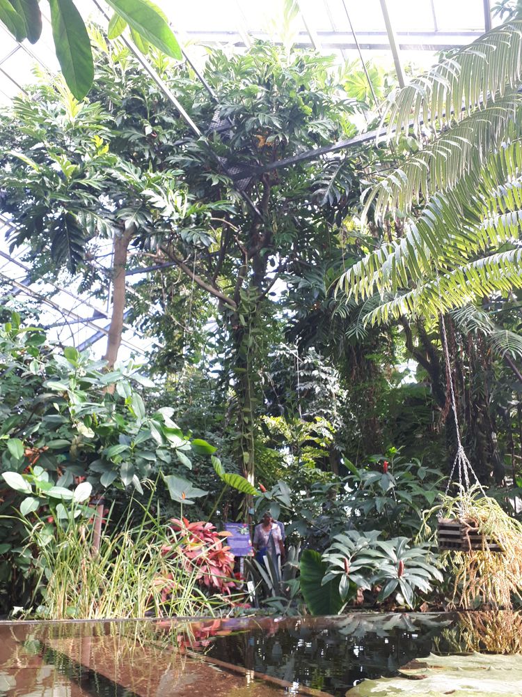 Vertical image, 77, Utrecht, Netherlands, 2018-10-12, Artocarpus altilis - Breadfruit