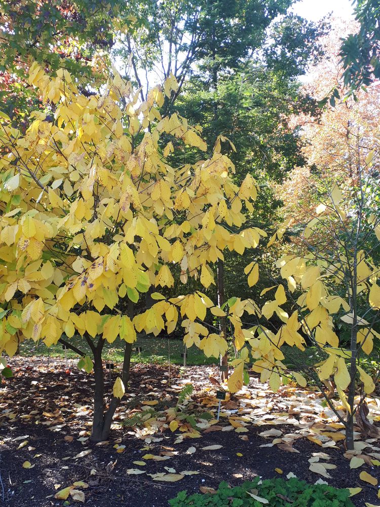Vertical image, 77, Utrecht, Netherlands, 2018-10-12, Asimina triloba - Kentucky pawpaw