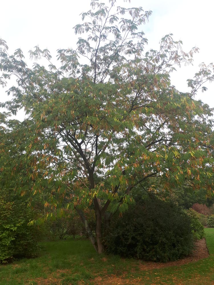 Vertical image, Maarten Rozendale, Wageningen, Netherlands, 2018-10-19, Albizia julibrissin - Pink silk tree
