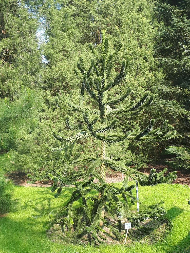 Vertical image, Maarten Rozendale, Hilversum, Netherlands, 2019-03-28, Araucaria araucana - Monkey tail tree