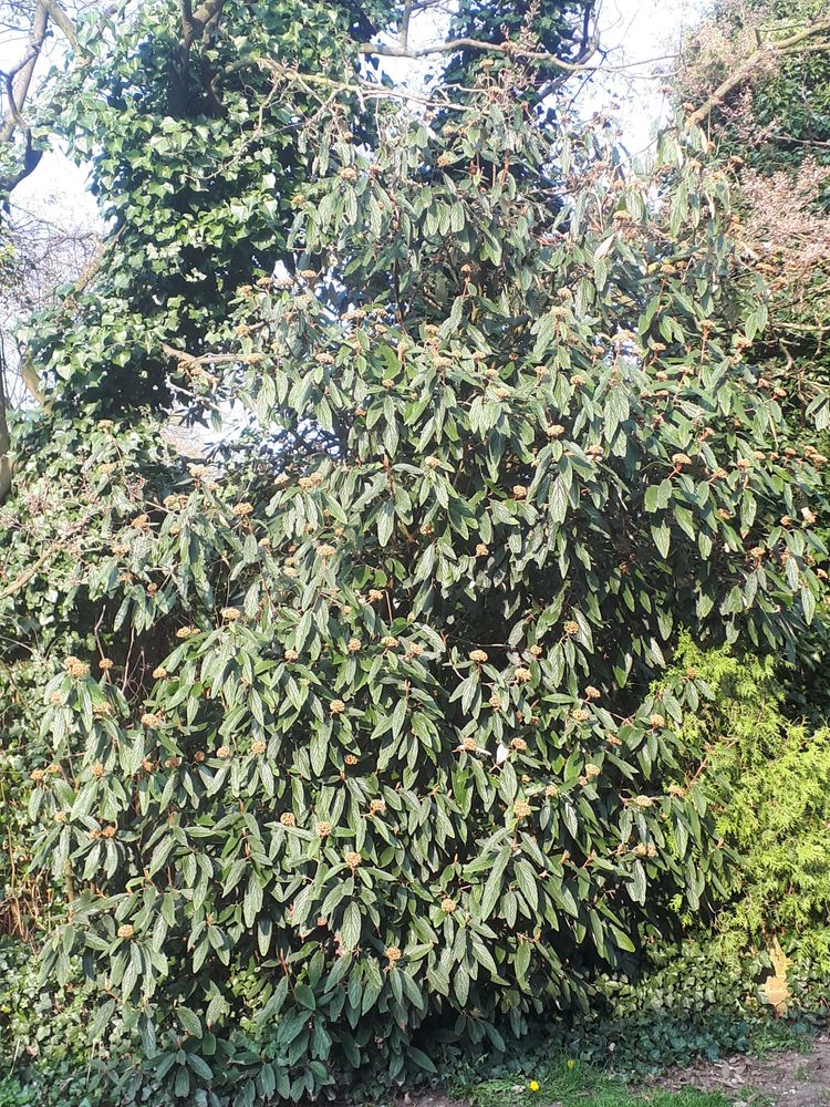 Vertical image, Maarten Rozendale, Hilversum, Netherlands, 2019-03-28, Viburnum davidii - David viburnum