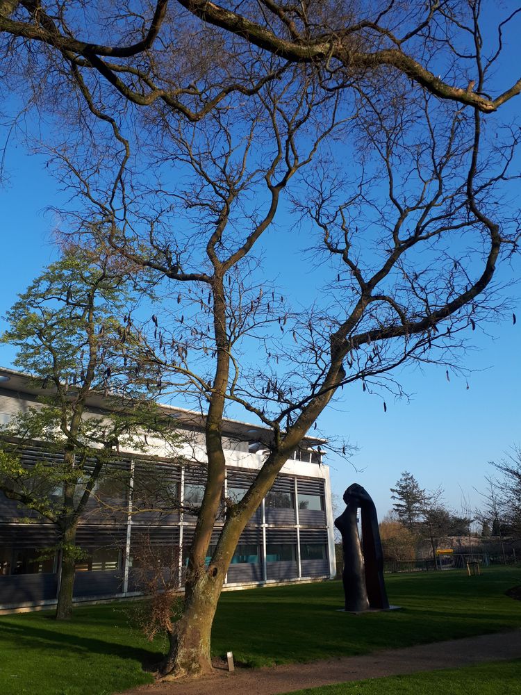 Vertical image, Maarten Rozendale, Wageningen, Netherlands, 2019-03-29, Gleditsia ferox - Chinese honey locust