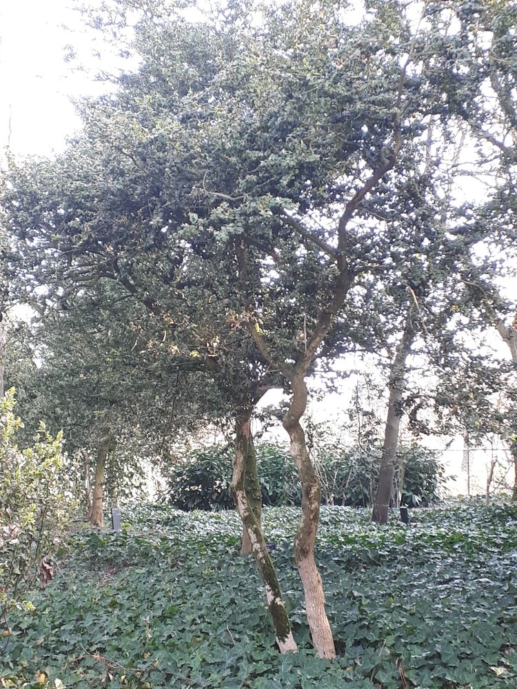 Vertical image, Maarten Rozendale, Wageningen, Netherlands, 2019-03-29, Buxus sempervirens - European box