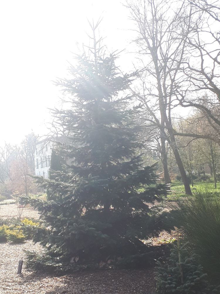 Vertical image, Maarten Rozendale, Wageningen, Netherlands, 2019-03-29, Abies normandica - Nordmann fir