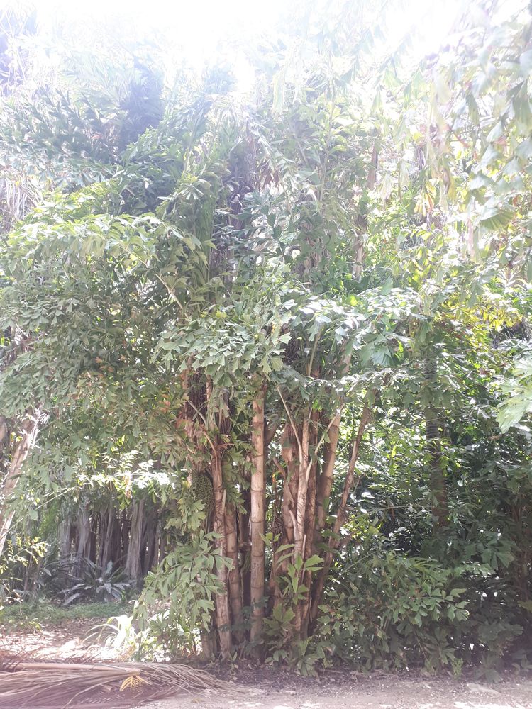 Vertical image, 87, Tel Aviv-Yafo, Israel, 2019-06-04, Caryota mitis - Clustering fishtail