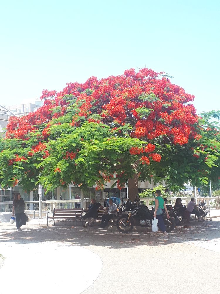 Vertical image, Duke Buckle, Holon, Israel, 2019-06-13, Delonix regia - Royal poinciana