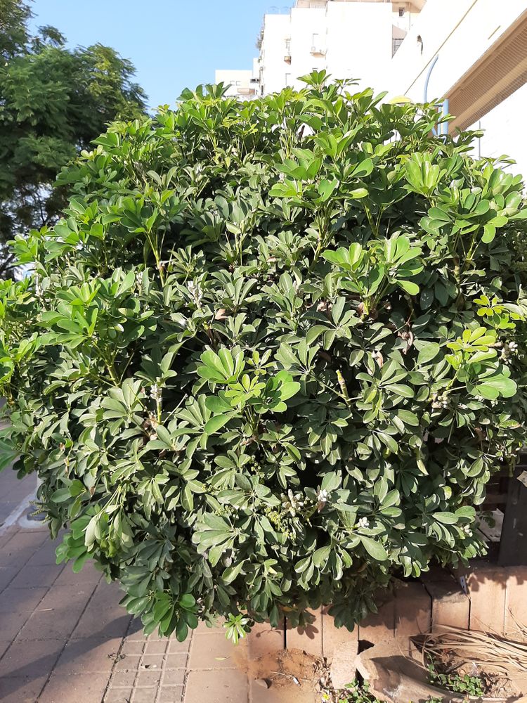 Vertical image, Maarten Rozendale, Holon, Israël, 2019-11-11, Schefflera arboricola - Dwarf umbrella tree