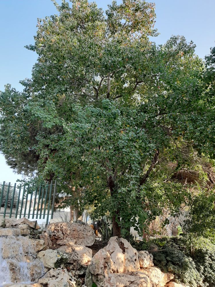 Vertical image, Maarten Rozendale, Holon, Israël, 2019-11-11, - Unknown species- - - Unknown -