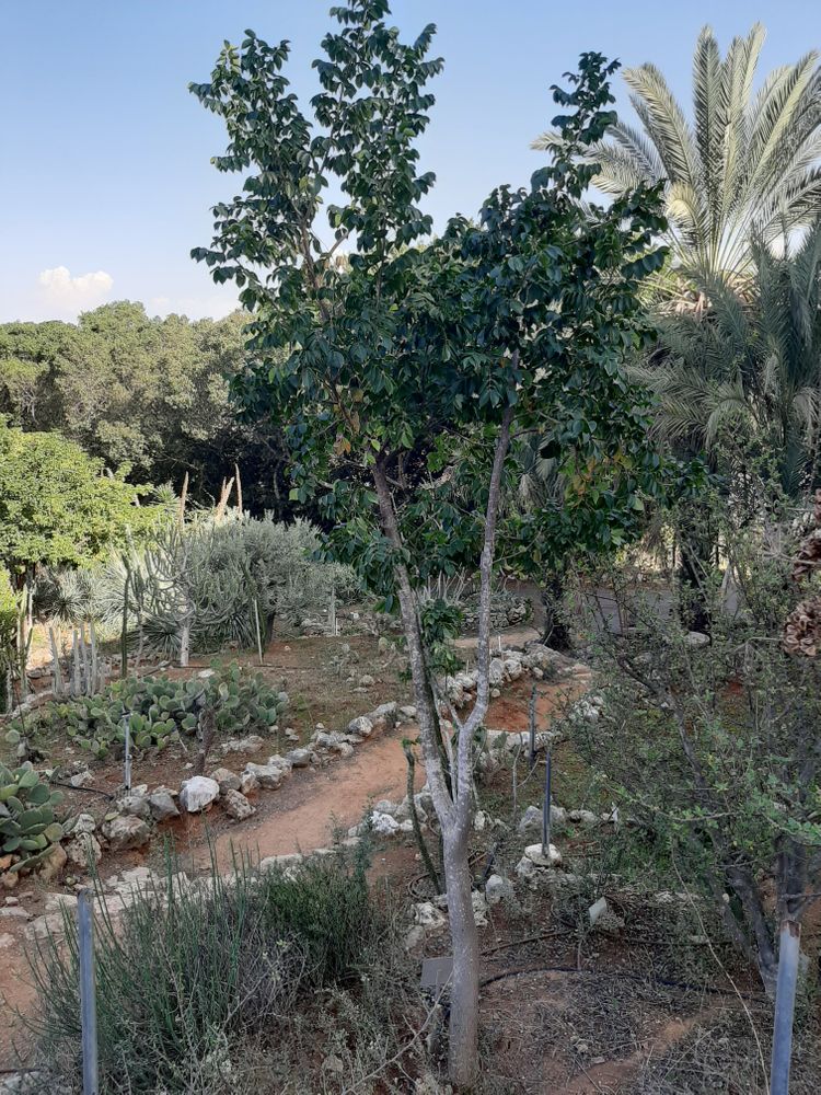 Vertical image, Maarten Rozendale, Tel Aviv-Yafo, Israel, 2019-11-13, Bursera simaruba - Gumbo-limbo