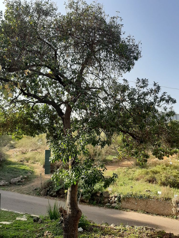 Vertical image, Maarten Rozendale, Tel Aviv-Yafo, Israel, 2019-11-13, Fraxinus syriaca - Syrian ash