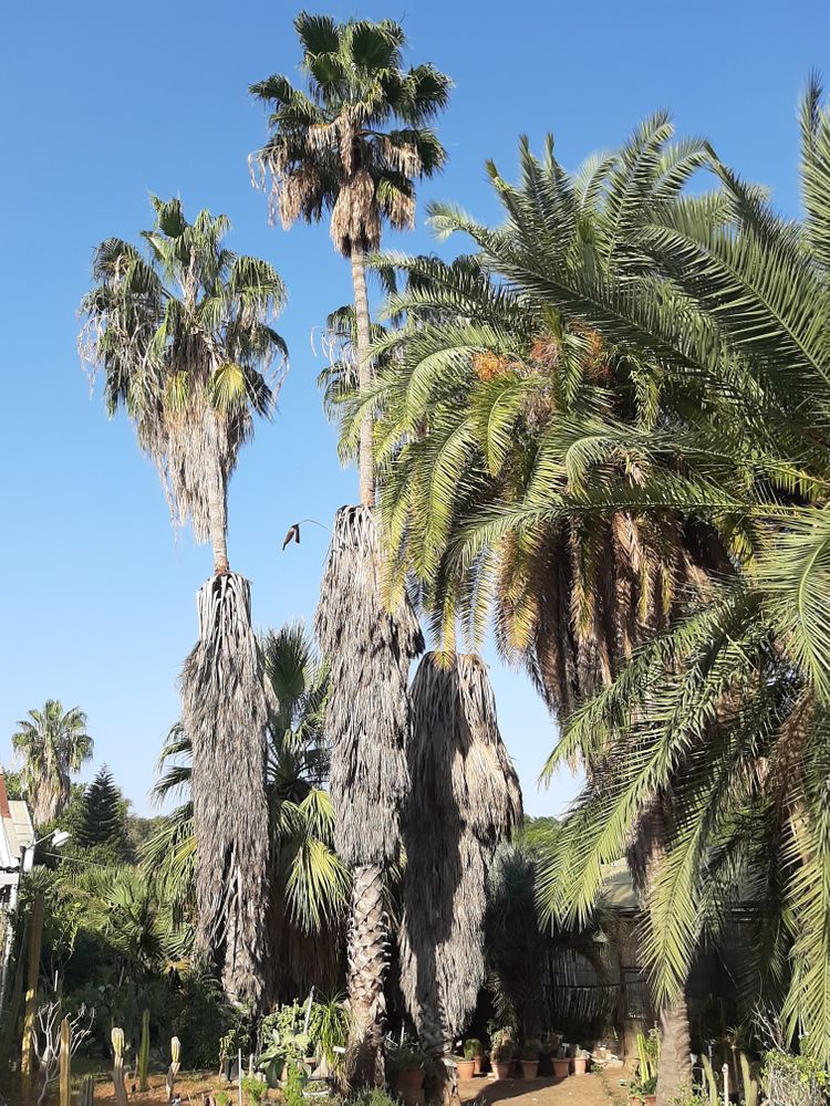 Vertical image, Maarten Rozendale, Tel Aviv-Yafo, Israel, 2019-11-13, - Unknown species- - - Unknown -