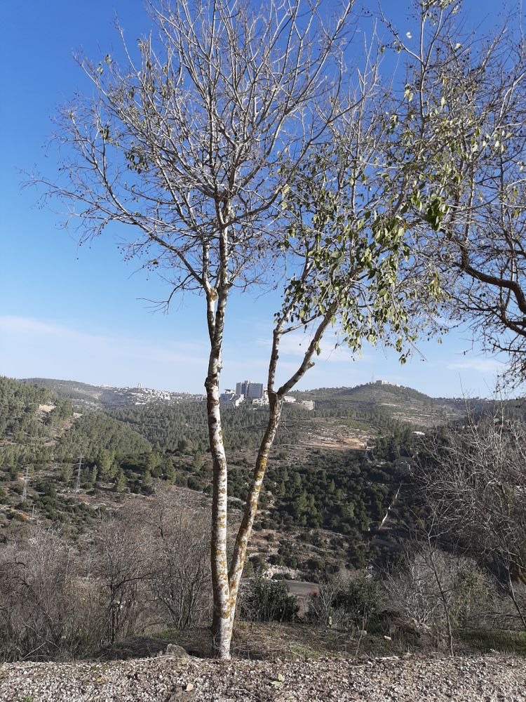 Vertical image, Maarten Rozendale, Jerusalem, Israel, 2019-12-13, - Unknown species- - - Unknown -