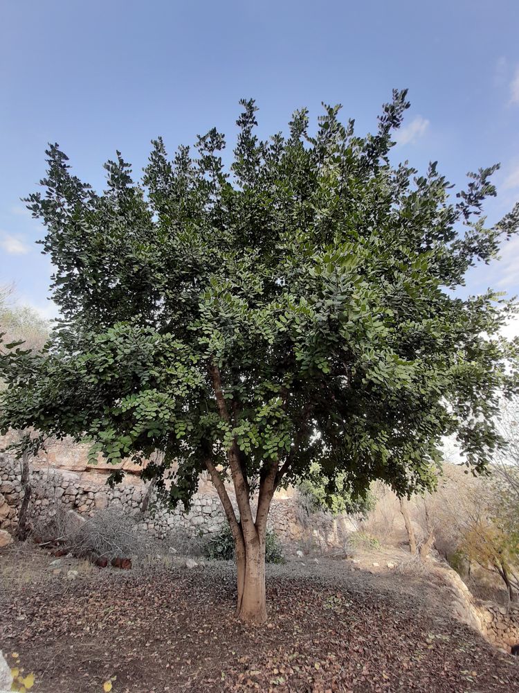 Vertical image, Maarten Rozendale, Jerusalem, Israel, 2019-12-13, Ceratonia siliqua - Carob tree