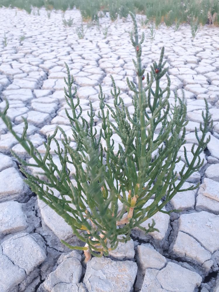 Vertical image, Maarten Rozendale, Sint Jacobiparochie, Netherlands, 2018-07-27, Salicornia europaea - Glasswort