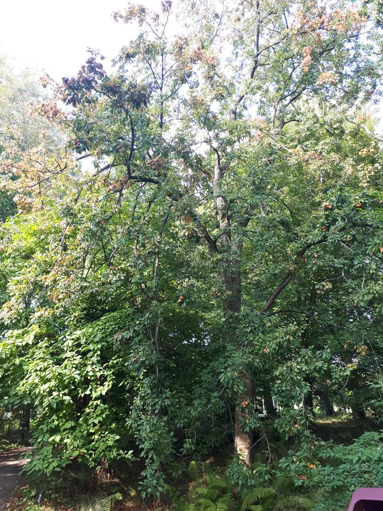 Vertical image, Maarten Rozendale, Haren, Nederland, 2018-08-31, Aesculus glabra - Ohio buckey