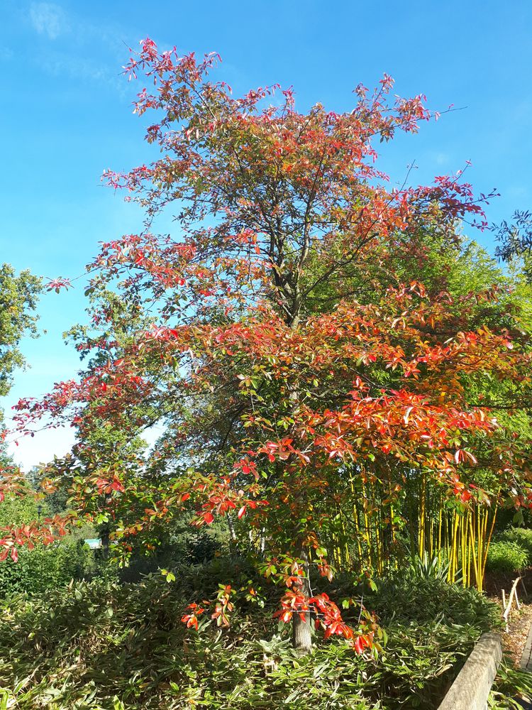 Vertical image, Test Name, Utrecht, Netherlands, 2018-10-12, Nyssa sylvatica - Black tupelo
