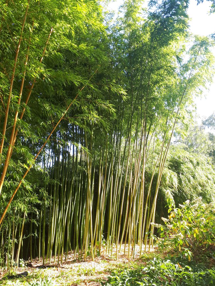 Vertical image, 77, Utrecht, Netherlands, 2018-10-12, Phyllostachys vivax - Chinese timber bamboo