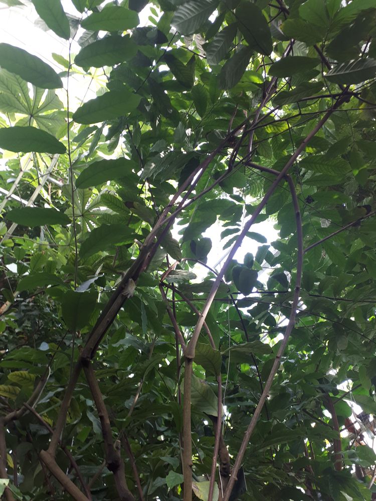 Vertical image, 77, Utrecht, Netherlands, 2018-10-12, Monodora crispata - An-Sali