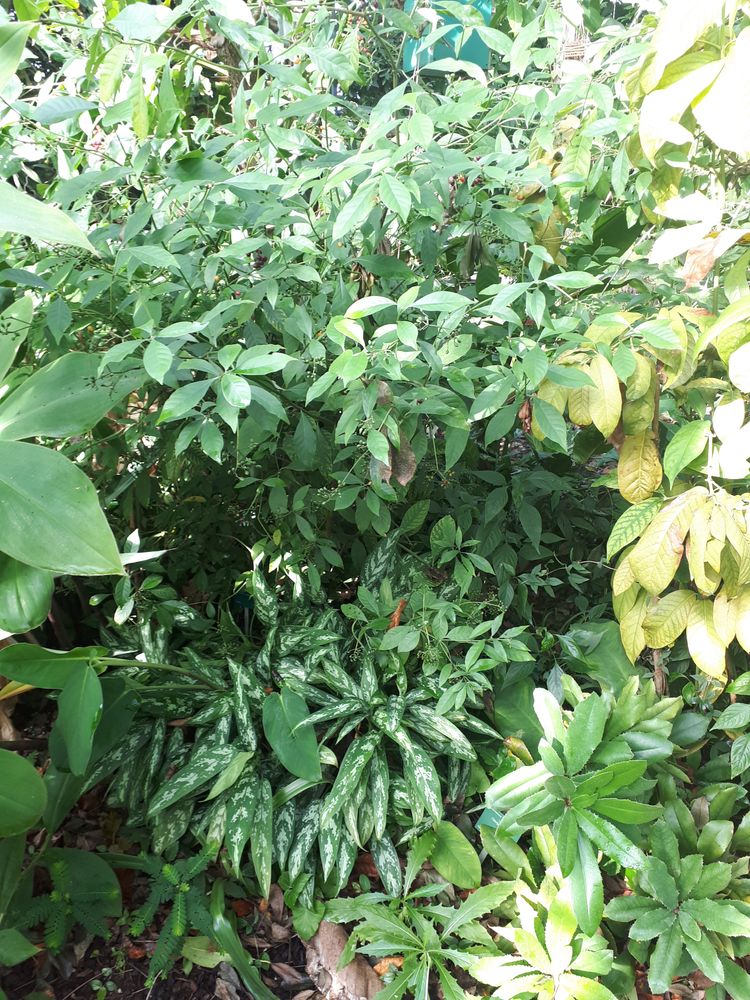 Vertical image, 77, Utrecht, Netherlands, 2018-10-12, Psychotria carthagenensis - Amyruca