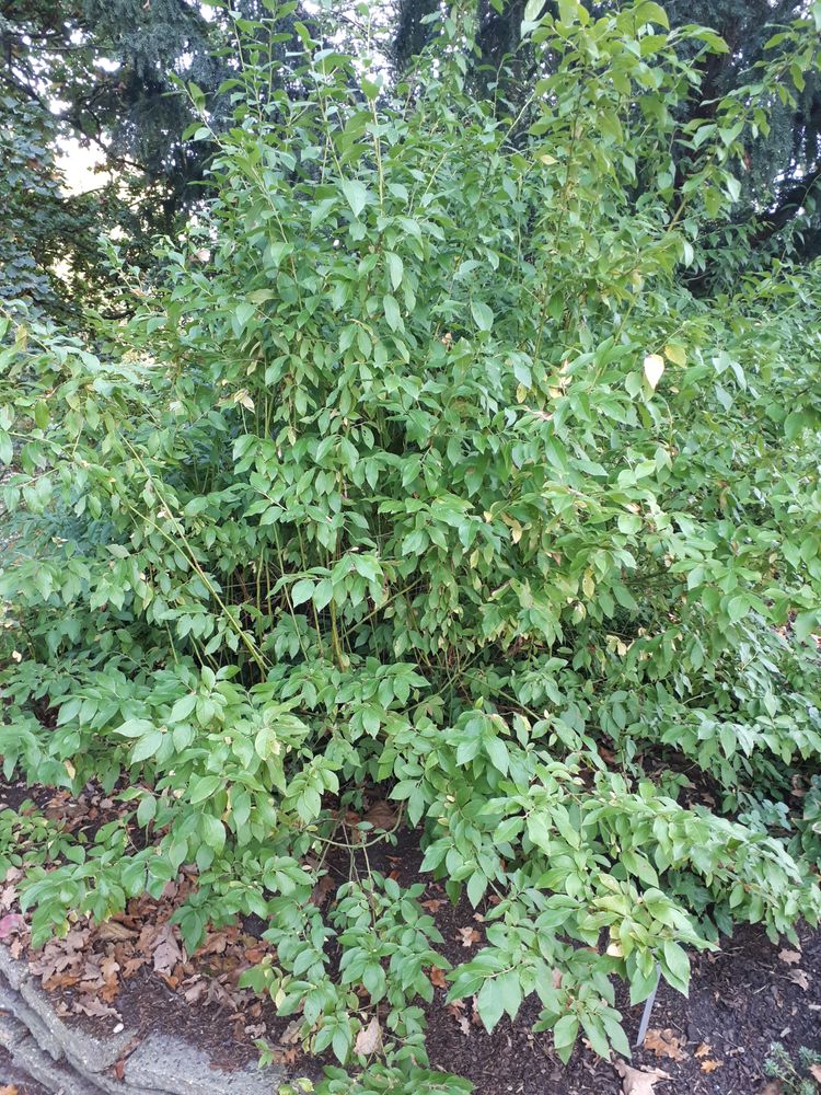 Vertical image, 77, Utrecht, Netherlands, 2018-10-12, Vaccinum corymbosum - Blue berry