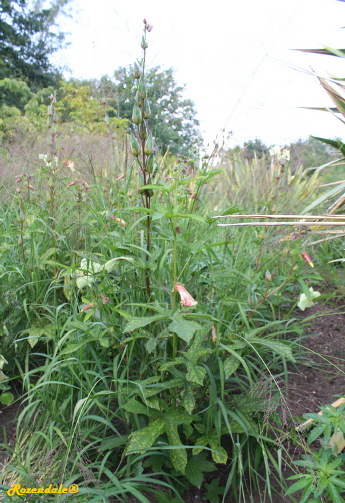 Vertical image, Test Name, Utrecht Botanical Garden, Netherlands, 2017-08-23, Abelmoschus moschatus - Musk okra