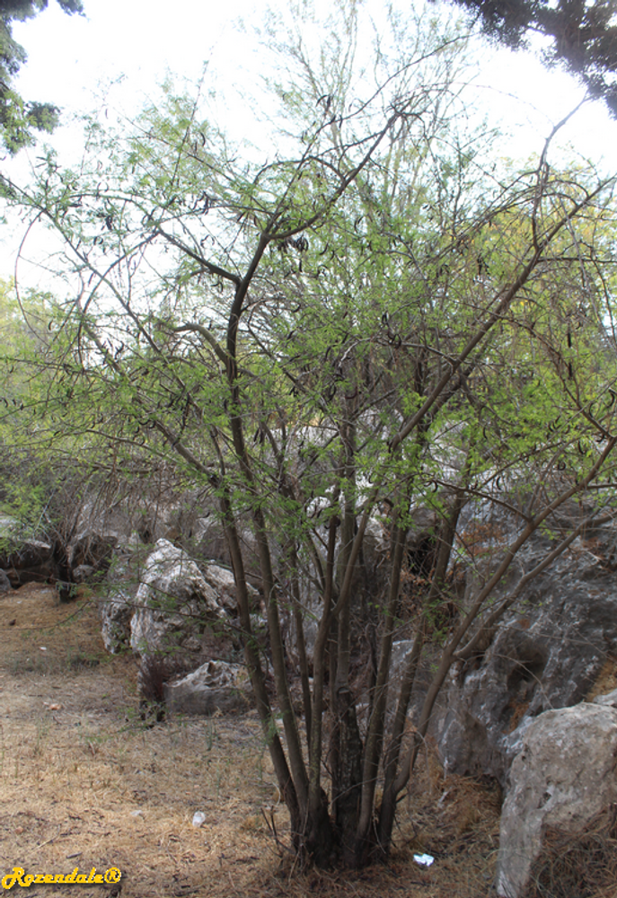 Vertical image, Maarten Rozendale, Jerusalem Botanic Garden, Israel, 2017-11-04, Acacia farnesiana - Sweet acacia