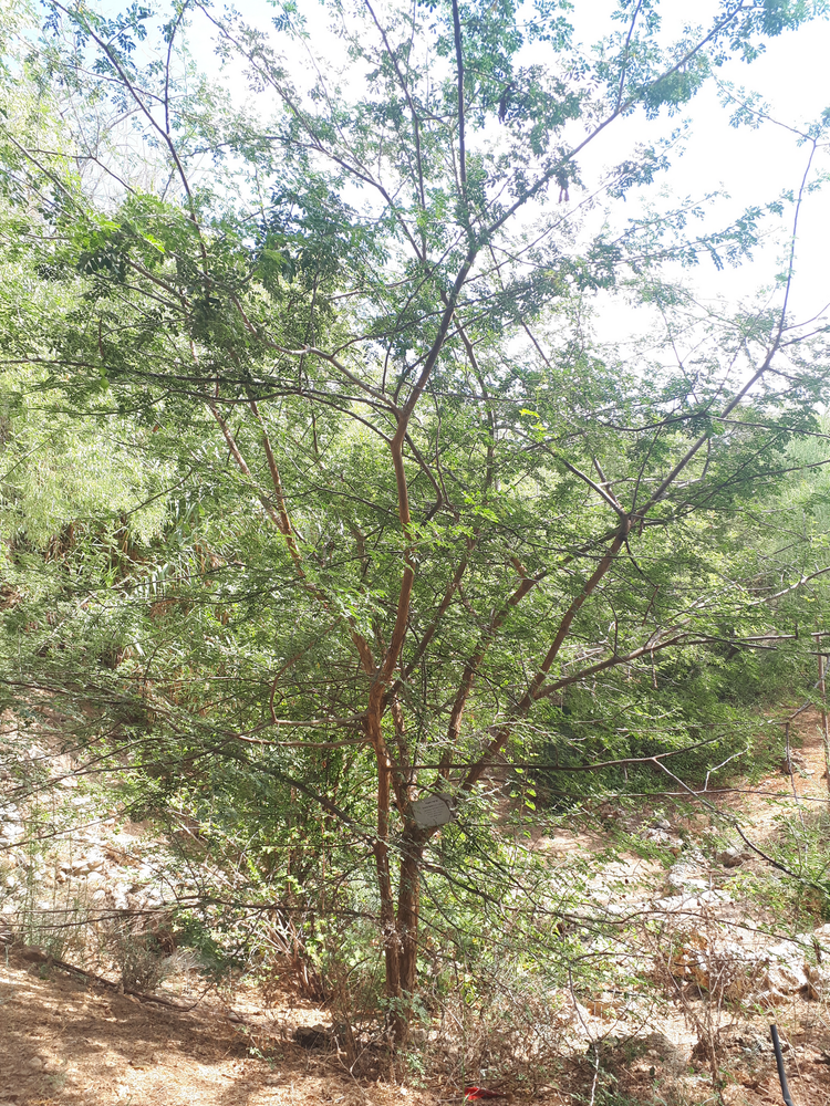 Vertical image, Maarten Rozendale, Tel Aviv-Yafo, Israel, 2018-09-21, Acacia laeta - Black-hooked acacia