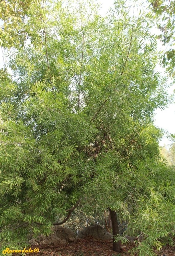 Vertical image, Maarten Rozendale, Jerusalem Botanic Garden, Israel, 2017-11-05, Acacia melanoxylon - Tasmanian blackwood