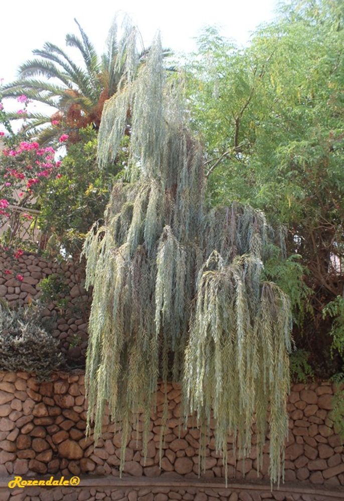 Vertical image, Maarten Rozendale, Ein Gedi, Israel, 2016-08-14, Acacia pendula - Weeping myall