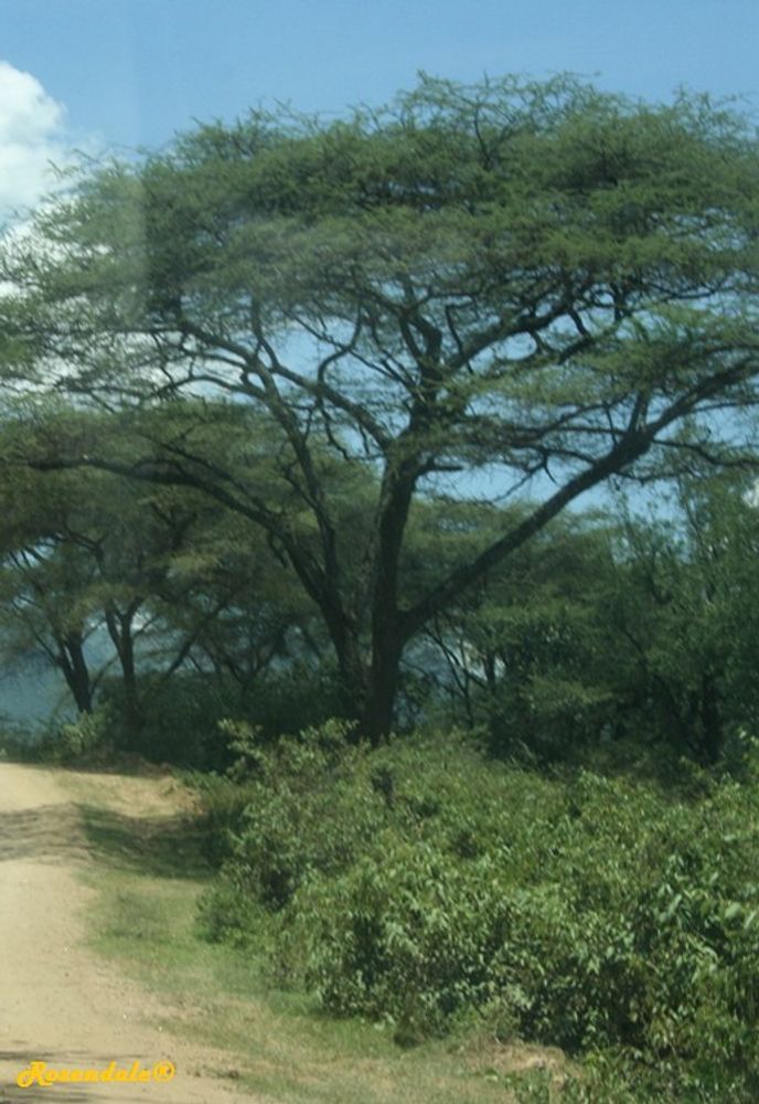 Vertical image, Maarten Rozendale, Kerio Valley, Kenya, 2014-09-11, Acacia tortilis - Karamoja