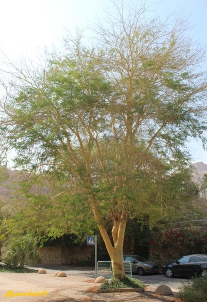 Vertical image, Maarten Rozendale, Ein Gedi, Israel, 2016-08-14, Acacia xanthophloea - Fever tree