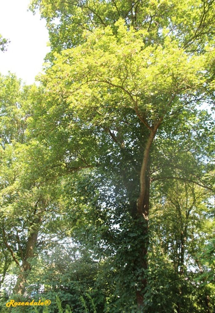 Vertical image, Maarten Rozendale, Sneek, Netherlands, 2016-06-03, Acer campestre - Field maple