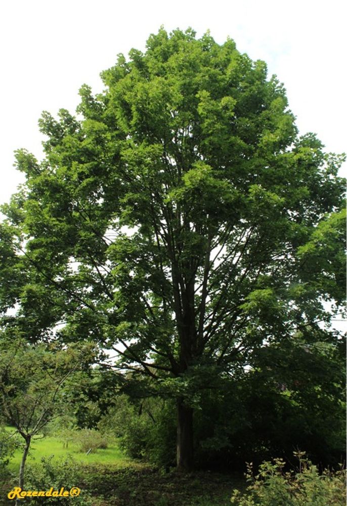 Vertical image, Maarten Rozendale, Belmonte, Netherlands, 2016-07-10, Acer freemanii - Freemans maple