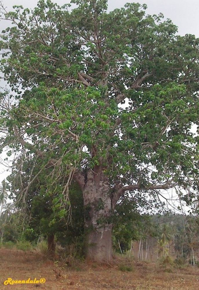Vertical image, Maarten Rozendale, Kaloleni, Kenya, 2016-04-30, Adansonia digitata - Baobab lemonade