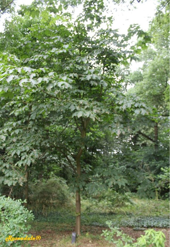 Vertical image, Maarten Rozendale, Belmonte, Netherlands, 2016-07-10, Aesculus dallimorei - Buckeye horse-chectnut