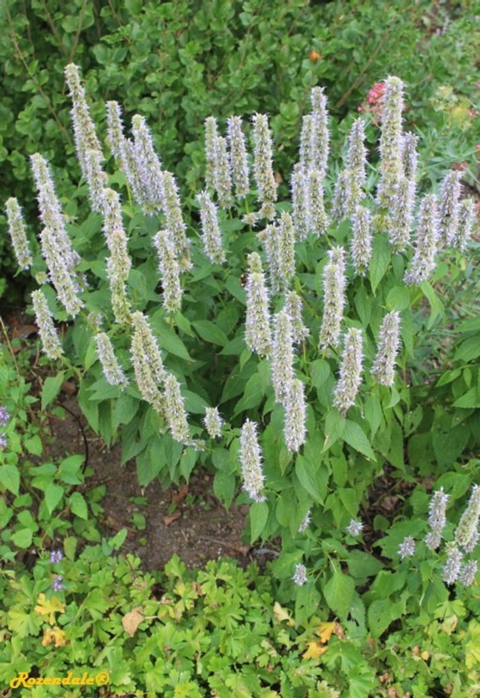 Vertical image, Maarten Rozendale, Sleeuwijk, Netherlands, 2016-08-25, Agastache foeniculum - Blue giant hyssop