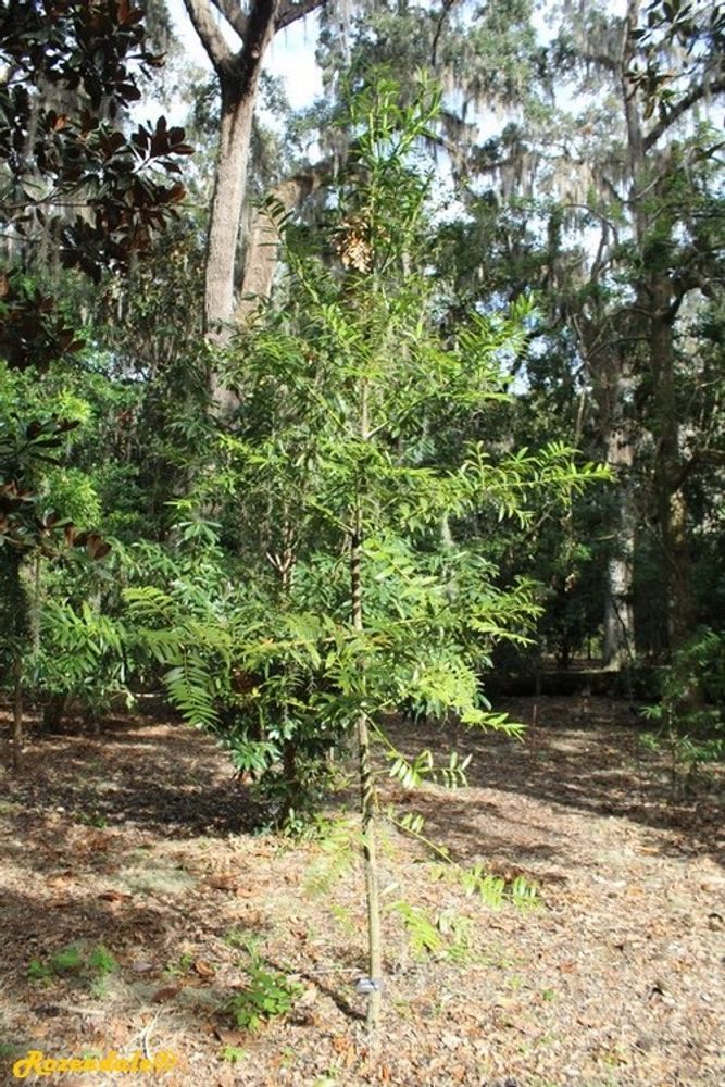 Vertical image, Maarten Rozendale, Harry P Leu, Orlando, United States, 2016-11-14, Agathis corbassonii - Corbasson kauri