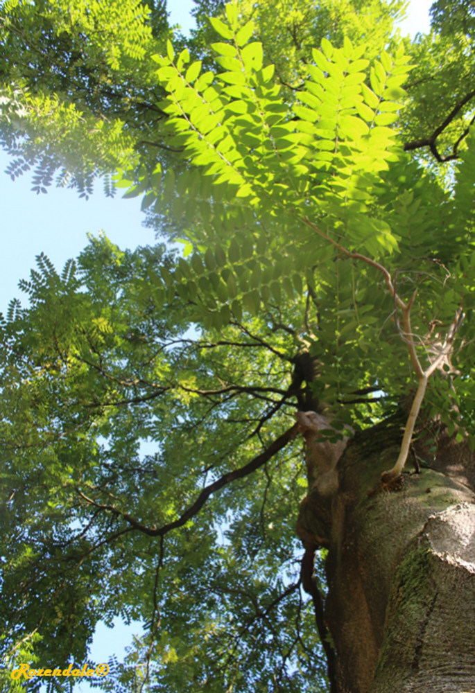 Vertical image, Maarten Rozendale, Belmonte, Netherlands, 2016-10-15, Ailanthus altissima - Tree of Heaven
