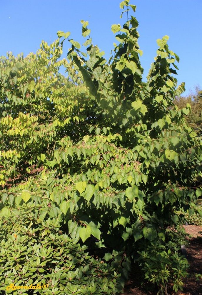 Vertical image, Maarten Rozendale, Belmonte, Netherlands, 2016-10-15, Alangium platanifolium Trilobum - Alangium
