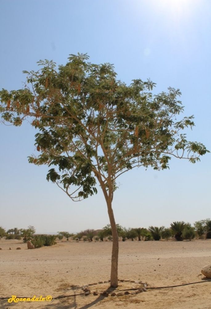 Vertical image, Maarten Rozendale, Ir Ovot, Israel, 2016-08-08, Albizia lebbeck - Indian siris