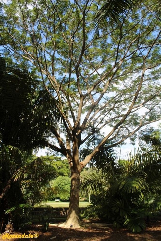 Vertical image, Maarten Rozendale, Coral Gables, United States, 2016-11-18, Albizia saman - Saman tree