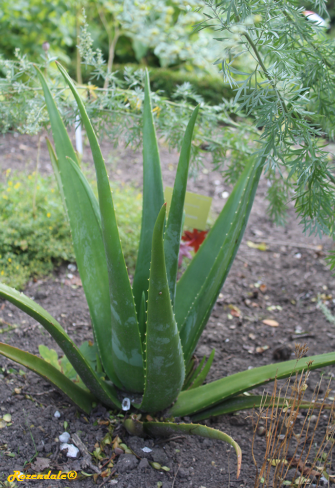 Vertical image, Maarten Rozendale, Utrecht Botanical Garden, Netherlands, 2017-08-23, Aloe vera - Aloe vera